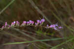 Fewflower blazing star